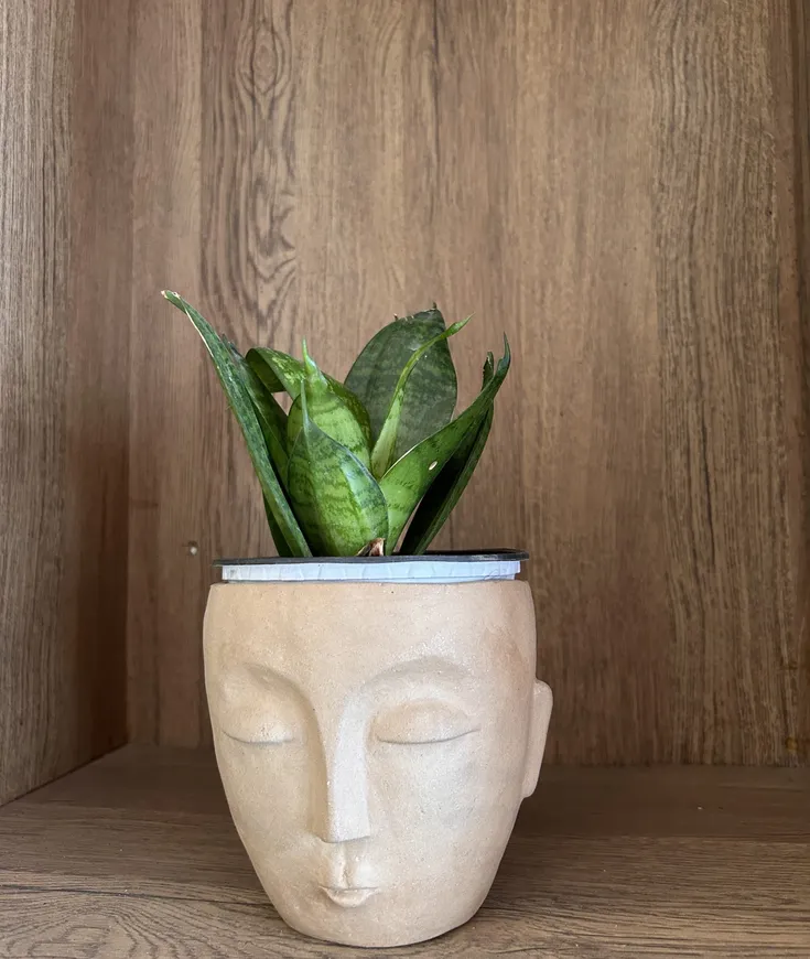 Sculpted Face Planter